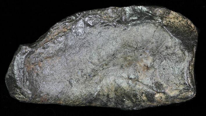 Fossil Whale Ear Bone - Miocene #63542